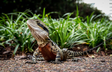 Eastern water dragon lying on the ground near some grass