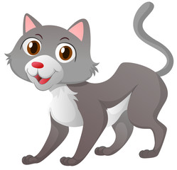 Little cat with gray fur