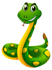 Fototapeta premium Rattle snake on white background