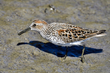 Western Sandpiper