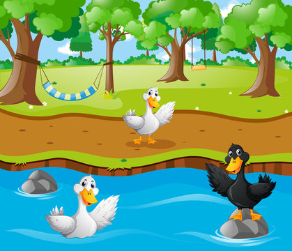 Three ducks in the river