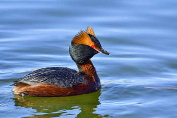 Horned Grebe