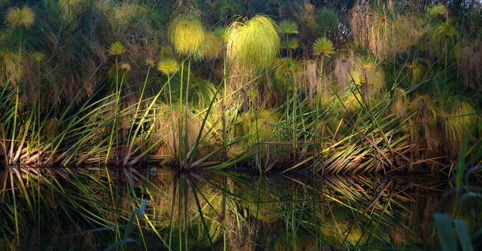 Papiro Egiziano lungo il fiume Ciane