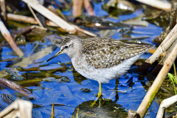 Wood Sandpiper
