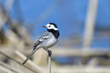 White wagtail
