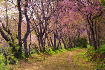 Obraz premium cherry blossom pink sakura in Thailand and a footpath leading into the scene
