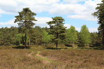 Lüneburger Heide