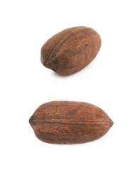 Single pecan nut isolated