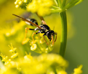Wasp on yellow flower in nature