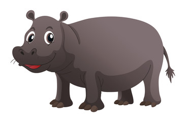Happy hippo on white background