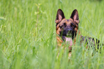 German shepherd dog in the grass