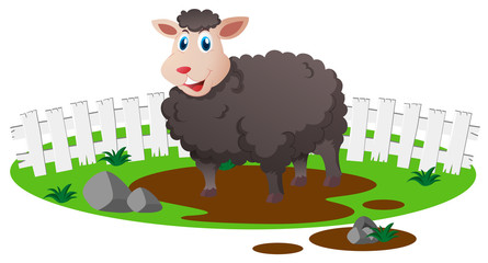 Black sheep on the farm