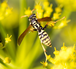 Wasp on yellow flower in nature