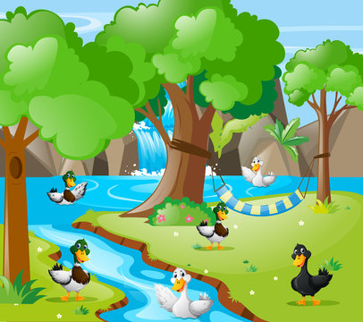 Many ducks in the forest