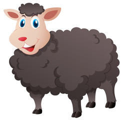 Cute black sheep on white background