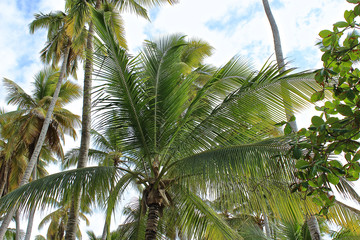 Fototapeta premium Palme in der Karibik 