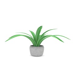 plant or houseplant in ceramic pot in 3D rendering