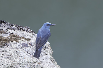 Blue rock thrush (Monticola solitarius)