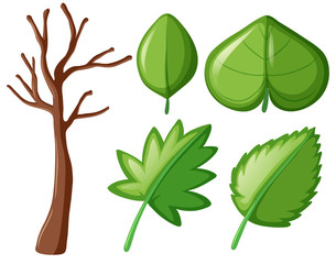 Different shapes of green leaves