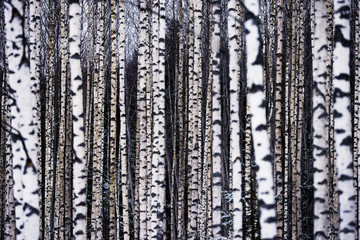 Fototapeta premium skog