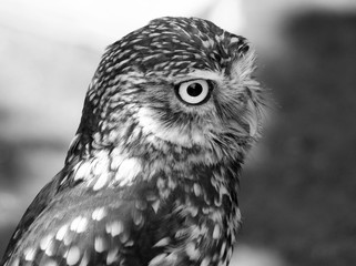little owl in profile close up