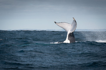 Humpback whale showing its tail in the air