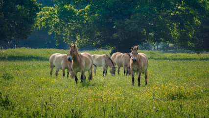 Przewalski horses Naturepark Lelystad Netherlands spring 2017