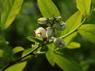 highbush blueberry shrub with small,white flowers