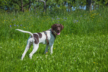 Münsterländer Welpe