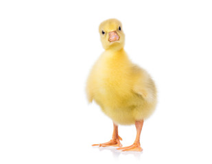 Fototapeta premium Cute little newborn yellow fluffy gosling. One young goose isolated on a white background. Nice bird.