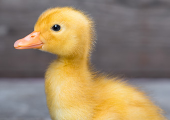 Cute little newborn duckling on wooden background. Close up portrait of newly hatched duck on a chicken farm.