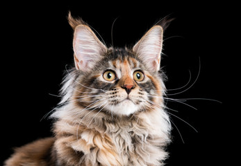 Portrait of domestic tortoiseshell Maine Coon kitten. Fluffy kitty on black background. Adorable curious young cat looking away.