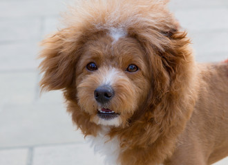 Японский пудель