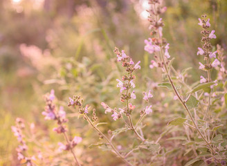 Wild purple sage ( salvia) flowers at sunset. Romantic spring summer background