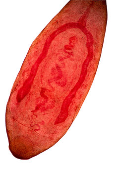 Paramphistomum is a genus of parasitic flat worms belonging to the digenetic trematodes.