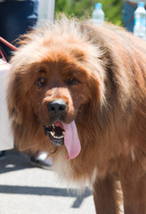 Obraz premium Long-haired furry brown dog