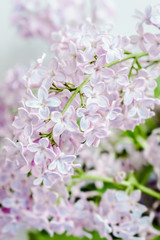 Lilac spring romance beauty flower