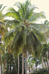 Palme in der Karibik 