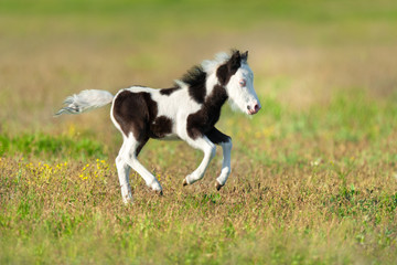 Fototapeta na wymiar Cute pony foal run fast on spring pasture
