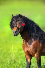 Beautiful bay stallion with long mane portrait 