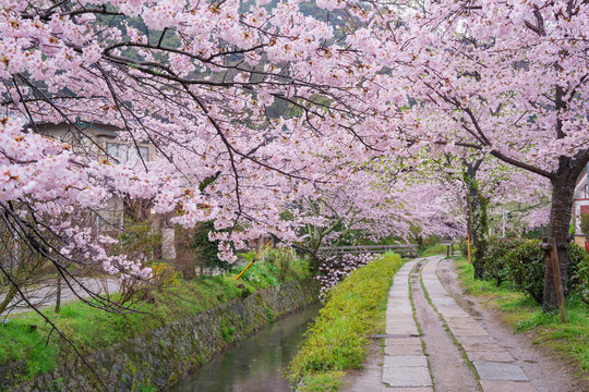 京都　哲学の道　桜　