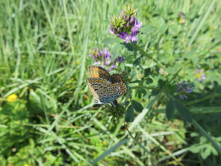 Plebejus argu (farfalla femmina)