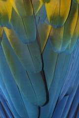 Obraz premium Beautiful Feathers of a Scarlet Macaw