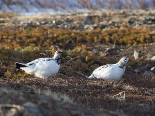 ライチョウつがい(Rock ptarmigan)