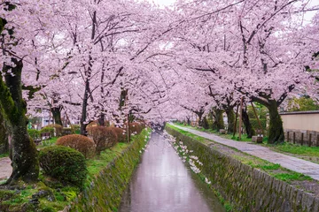 Fotobehang 京都　哲学の道　桜 © Route16