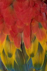 Beautiful Feathers of a Scarlet Macaw