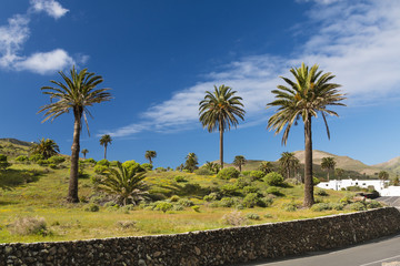 Obraz premium Valley of a Thousand Palms, Lanzarote, Spain