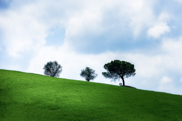 Fototapeta premium tuscany