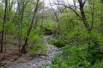 Fototapeta na wymiar A flowing stream in the woods.