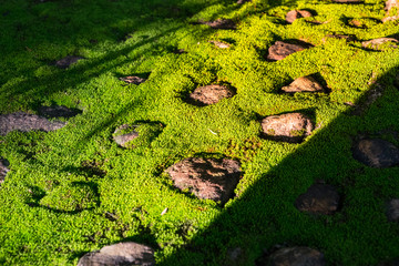 Green moss on stone.
